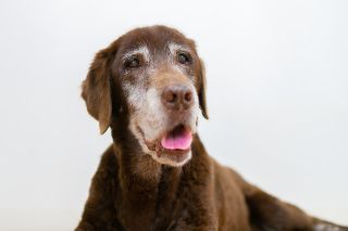 オンライン相談 セミナー ウィルどうぶつクリニック オンライン相談 セミナー ウィルどうぶつクリニック