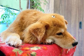 オンライン相談 セミナー ウィルどうぶつクリニック オンライン相談 セミナー ウィルどうぶつクリニック